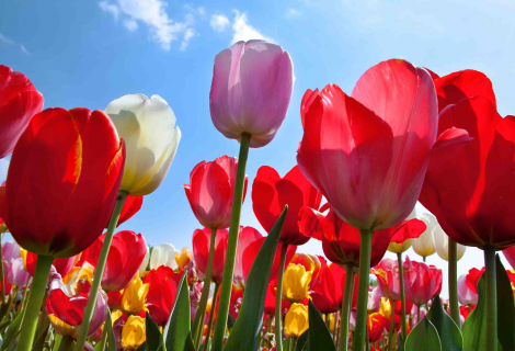 Ein farbenfrohes Tulpenfeld mit roten, rosa, weißen und gelben Blüten, aufgenommen aus der Froschperspektive gegen einen strahlend blauen Himmel mit wenigen weißen Wolken. Die Sonne scheint hell und lässt die Blütenblätter leuchten.